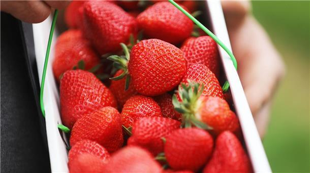 Wohl kleinste Erdbeerernte seit 25 Jahren Ein Obstbauer hält in einem Zelt einen Korb Erdbeeren in der Hand.