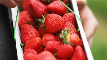 Ein Obstbauer hält in einem Zelt einen Korb Erdbeeren in der Hand.