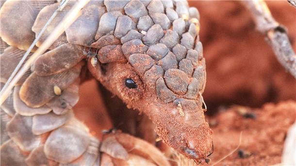 Auf den Spuren von Afrikas Pangolinen Ein Pangolin sieht aus wie ein „wandelnder Kiefernzapfen“.