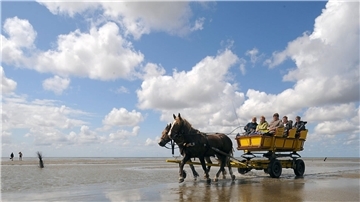 Ein Pferdewagen kehrt bei Niedrigwasser von einem Ausflug nach Neuwerk nach Sahlenburg zurück.