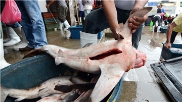 Ein philippinischer Fischer entfernt in Santos City (Philippinen) die Finne von einem Blauhai. Zum Abschluss der Weltartenkonferenz Cites in Panama haben die Vertreter von 184 Staaten ein Schutzpaket für fast 100 Hai- und Rochenarten bestätigt.