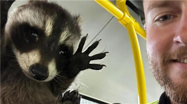 Ein Polizist hält den kleinen Waschbären in einem Bus in die Kamera.