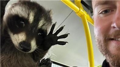 Ein Polizist hält den kleinen Waschbären in einem Bus in die Kamera.