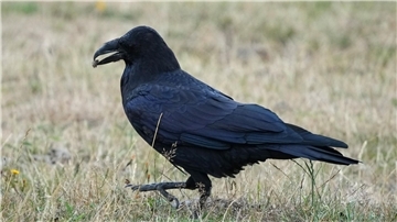 Ein Rabe (Corvidae) spaziert im brandenburgischen Wildpark Schorfheide mit Futter im Schnabel über eine Wiese.