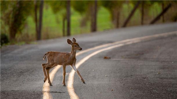Dauerhafte Sommerzeit würde Wildunfälle leicht reduzieren Ein Reh überquert in der Abenddämmerung eine Landstraße. Einer US-Studie zufolge könnte ein ganzjähriges Verbleiben bei der Sommerzeit Wildunfälle reduzieren.