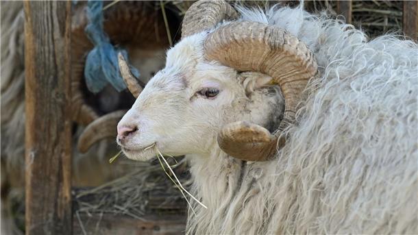 Toter Schafbock gestohlen – Wildtierriss ausgeschlossen Ein Schafbock wurde in Walsrode (Landkreis Heidekreis) vermutlich in der Nacht zum Sonntag getötet. (Symbolbild)