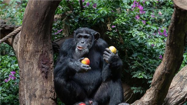 Schimpansen bilden mit „Huu“ und „Waa“ eine Art Mini-Sätze Ein Schimpanse sitzt in seinem Gehege eines Zoo und genießt frische Äpfel.