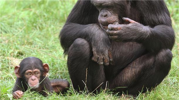 Von der Affen-Mama abgeschaut Ein Schimpansenbaby sitzt neben seiner Mama. Eine neue Studie zeigt, dass sich der Affen-Nachwuchs viel von den Müttern abschaut.