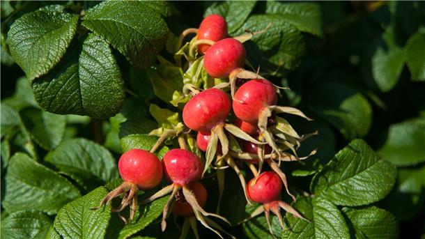 Hagebutte sorgt für Sommerduft und Herbstleuchten Ein schmackhafter Hingucker: Die Hagebutten sind leuchtendes Futter für viele Tiere.
