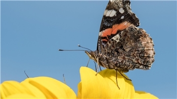 Ein Schmetterling der Gattung „Admiral“.
