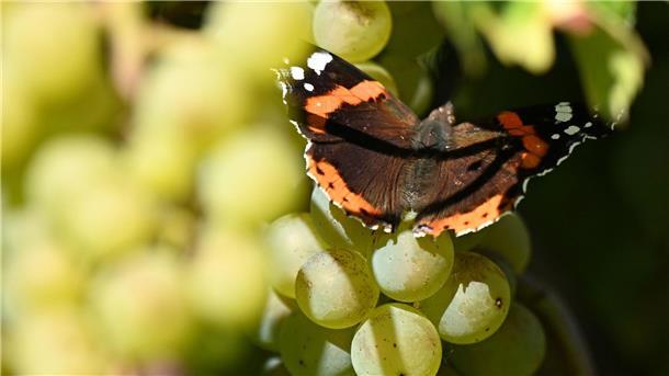 Ein Schmetterling sitzt auf Weintrauben.