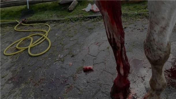 Ein schockierendes Bild des attackierten Pferdes tauchte schnell in den sozialen Medien auf.