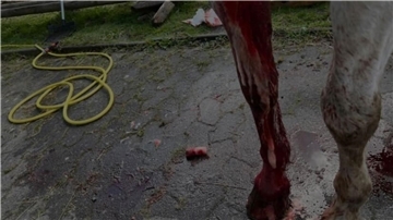 Ein schockierendes Bild des attackierten Pferdes tauchte schnell in den sozialen Medien auf.