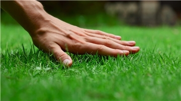 Ein schönes saftiges Grün - das ist gar nicht so einfach hinzubekommen. Unsere Experten haben Tipps parat, wie der Rasen im Garten wieder schön wird.