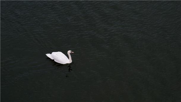 Ein Schwan schwimmt im Fluss Neckar.
