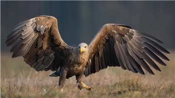 Ein Seeadler mit ausgebreiteten Flügeln.
