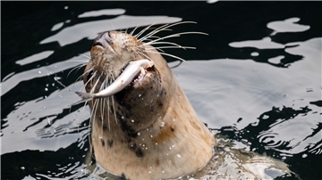 Ein Seelöwe schnappt bei der Fütterung einen Fisch im Erlebnis-Zoo Hannover.