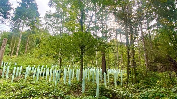 Warum der Schuss der Hexe mich in den Wald zu einer seltsamen Entdeckung treibt Ein seltsames Feld mitten im Wald: Was im Bremerhavener Bürgerpark auf ersten Blick anmutet wie eine Gedenkstätte mit Stelen, erweist sich nicht als Ort der Toten, sondern des Lebens... nicht nur hier, auch im nördlichen Speckenbütteler Park.