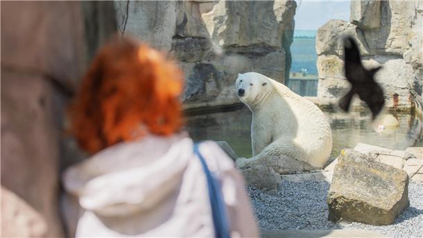 Zoo am Meer: Eisbären-Fans steht ein schwerer Abschied bevor Frau blickt auf die Eisbären im Zoo am Meer.