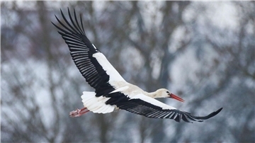 Ein Storch fliegt an mit Schnee bedeckten Bäumen vorbei. Die Tiere bleiben im Winter immer öfter in der Region. 