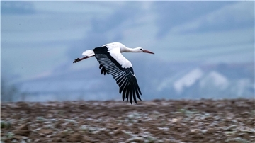 Ein Storch beim Fliegen. 