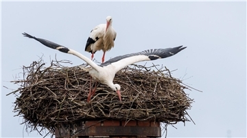 Ein Storch startet aus seinem Horst: „Wenn ein großer Populationsdruck da ist, können an günstigen Standorten Kolonien entstehen.“