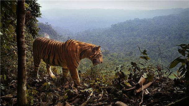 Ein Sumatra-Tiger steht am Rande des Waldes in Indonesien.