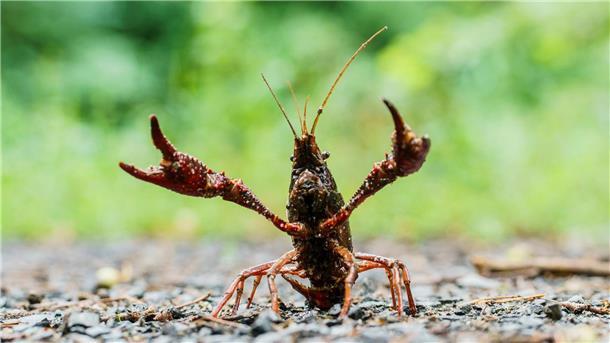 Invasive Krebsart verbreitet Krebspest in Südhessen Ein Sumpfkrebs stellt sich einem Angreifer entgegen. Der amerikanische Sumpfkrebs ist ein Allesfresser und trägt zudem die Krebspest in sich.