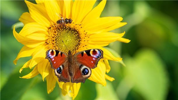Ein Tagpfauenauge sitzt auf einer Sonnenblume.