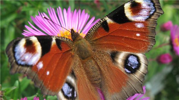 Ein Tagpfauenaugen sitzt auf blühenden Herbstastern. Experten sind in Sorge: Viele Schmetterlingsarten sind bereits verschwunden oder bedroht.