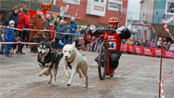 4000 Zuschauer beim Schlittenhunderennen in Hasselfelde Ein Teilnehmer des 22. Internationalen Schlittenhunderennens in der Westernstadt Pullman City Harz bei der Rundenhatz.