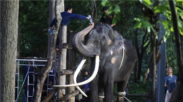 Thailands König unterstützt Behandlung von Elefant Sak Surin Ein Tierarzt gibt dem Elefanten Sak Surin Wasser.