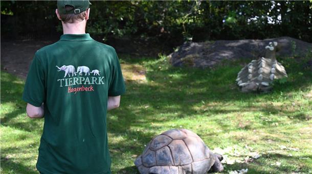 Ein Tierpfleger überprüft den Gesundheitszustand einer Riesenschildkröte. 
