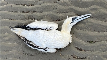 Ein toter Basstölpel im Watt bei Neuwerk. Die Vogelgrippe grassiert unter Wildvögeln.