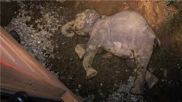 Ein toter Elefant liegt neben einem entgleisten Zugwaggon, nachdem ein Personenzug mit einer Elefantenherde zusammengestoßen ist. (Foto aktuell)