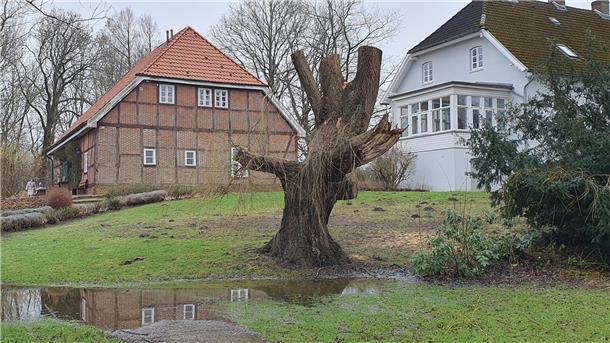 Aus Sicherheitsgründen: Alte Trauerweide in Bad Bederkesa mächtig gestutzt Amtshaus und Amtsscheune in Bad Bederkesa
