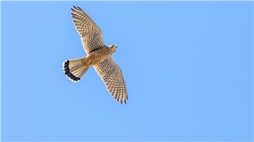 Ein Turmfalke fliegt am Himmel. 