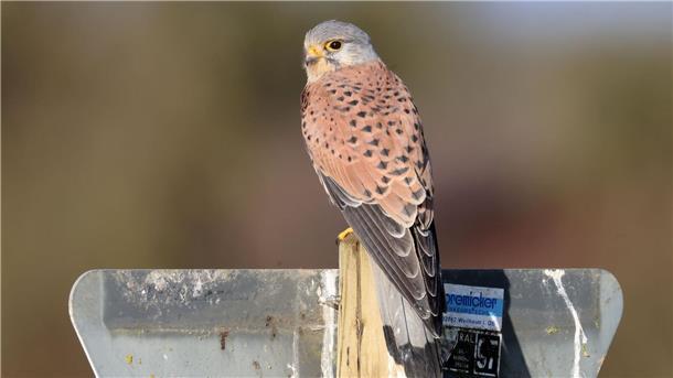 Falken ins Nest schauen Ein Turmfalke sitzt auf einem Verkehrsschild.