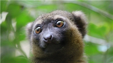 Ein vom Aussterben bedrohter Goldener Bambuslemur (Hapalemur aureus) sitzt im Nationalpark Ranomafana im Südosten Madagaskars in einer Bambusstaude.