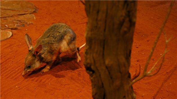 Koalas und Co. in Not: Australien will Artensterben stoppen Ein vom Aussterben bedrohter Großer Kaninchennasenbeutler während der Veröffentlichung des Aktionsplans für bedrohte Arten in Australien: „Towards Zero Extinctions“ im Taronga Zoo in Sydney.
