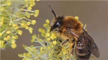 Ein Weibchen der Frühlings-Seidenbiene (Colletes cunicularius) im Blütenstand einer Weide.