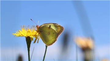 Ein Weißklee-Gelbling sitzt auf einer Blume.