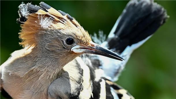 Ein Wiedehopf wird von einem Vogelberinger in Sielmanns Naturlandschaft Do¨beritzer Heide in der Hand gehalten, um die Küken im Nest beringen und wiegen zu können.