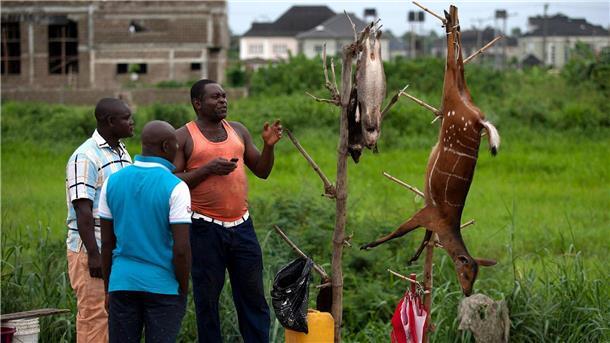 Wenn Tiere Menschen krank machen - Gefahr durch Zoonosen Ein Wildfleischhändler im Gespräch mit potenziellen Kunden im ölreichen Bundesstaat Bayelsa.