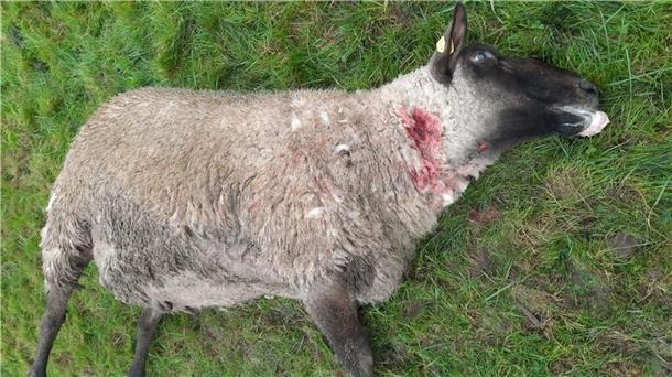 Wolf reißt mehr als 25 Schafe auf Deichwiese im Cuxland Ein Wolf hat am Sonnabend auf einer Weide an der Weser mindestens 25 Schafe gerissen. Wie der Wolf in den eingezäunten Bereich gelangte, soll noch untersucht werden.