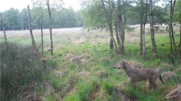 Ein Wolf in der Nähe von Heerstedt. Er wurde mit einer Kamera fotografiert, die die Jagdgenossenschaft dort aufgestellt hat. Das Monitoring soll auf den ganzen Kreis ausgeweitet werden.