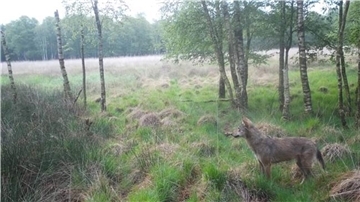 Ein Wolf in der Nähe von Heerstedt. Er wurde mit einer Kamera fotografiert, die die Jagdgenossenschaft dort aufgestellt hat. Das Monitoring soll auf den ganzen Kreis ausgeweitet werden.