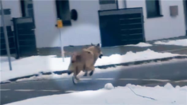 Ein Wolf ist am Mittwochmorgen am Ortseingang Beverstedt in ein Wohngebiet in die Adolf-Butenandt-Straße gelaufen. 
