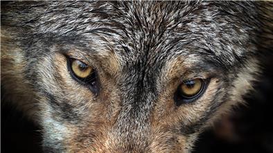 Ein Wolf steht in einem Wildpark in seinem Gehege.