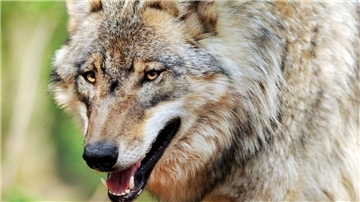 Bild eines Wolfes